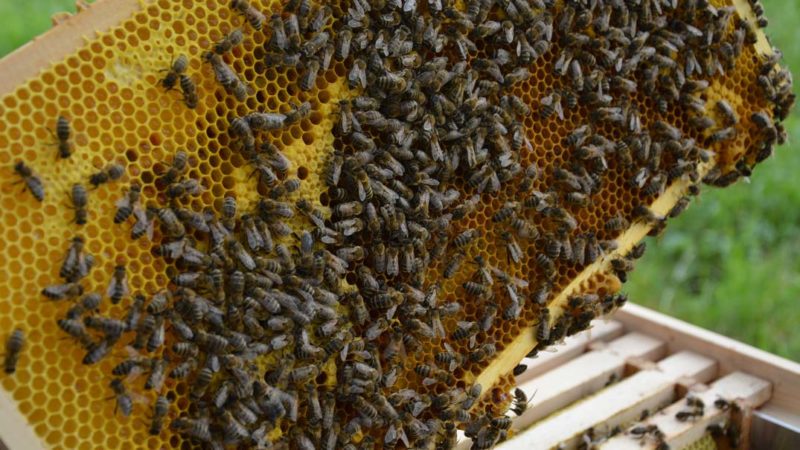 Wir machen uns stark für Bienen und gegen das Insektensterben